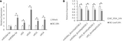 Genome-wide identification and validation of tomato-encoded sRNA as the cross-species antifungal factors targeting the virulence genes of Botrytis cinerea